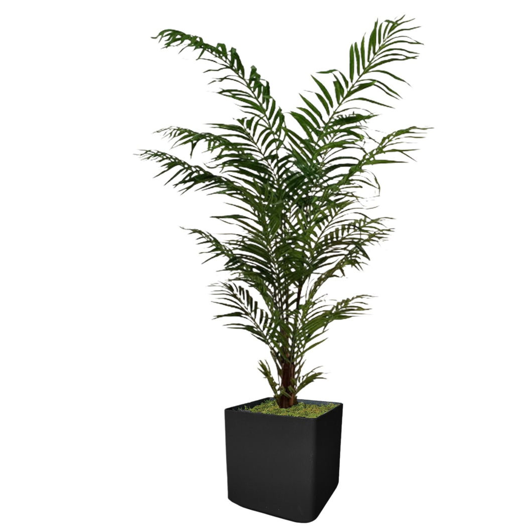 De Luxe Areca Palm 185cm.