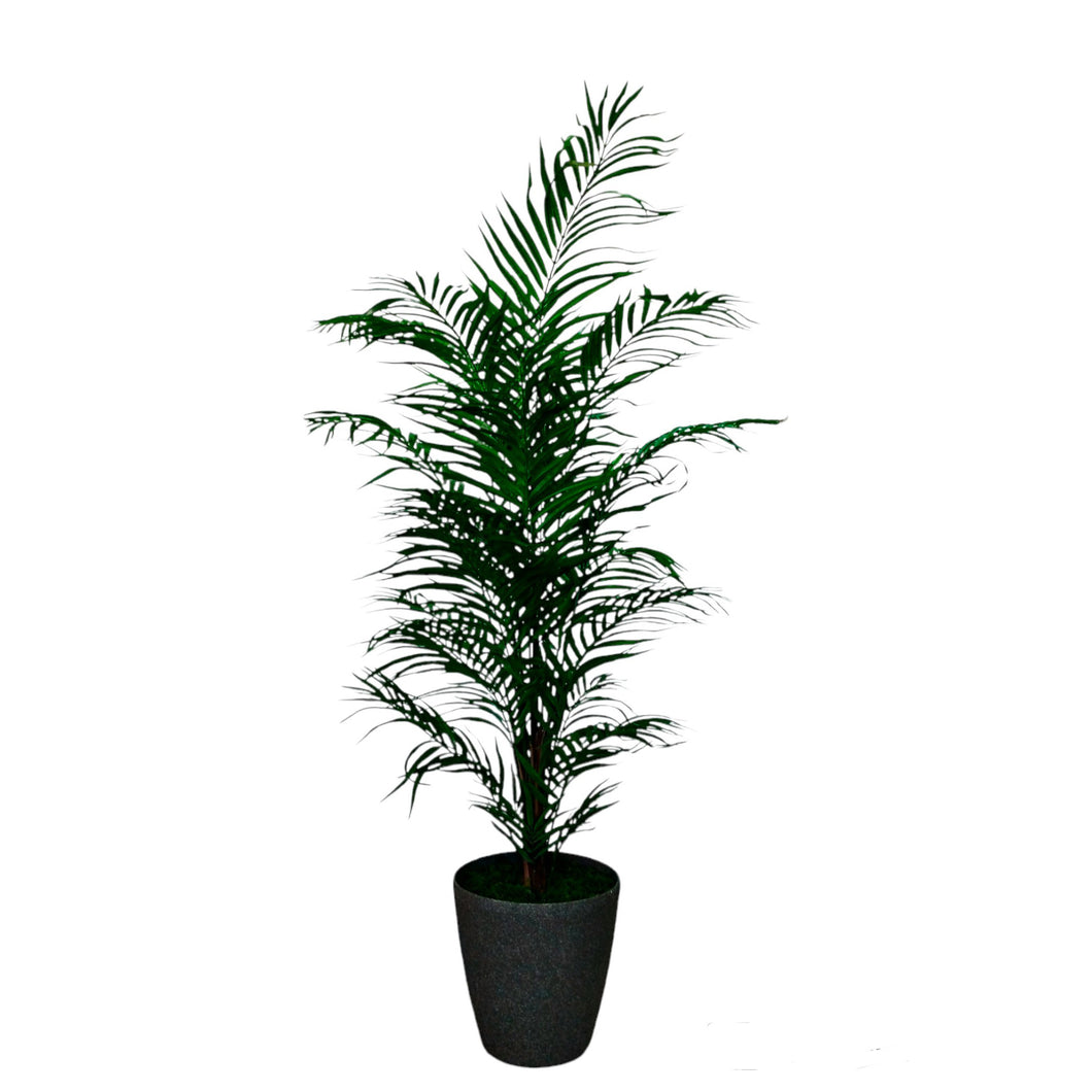 De Luxe Areca Palm Tree 188cm.