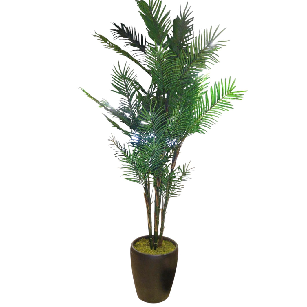 Reed Palm Tree 220cm.