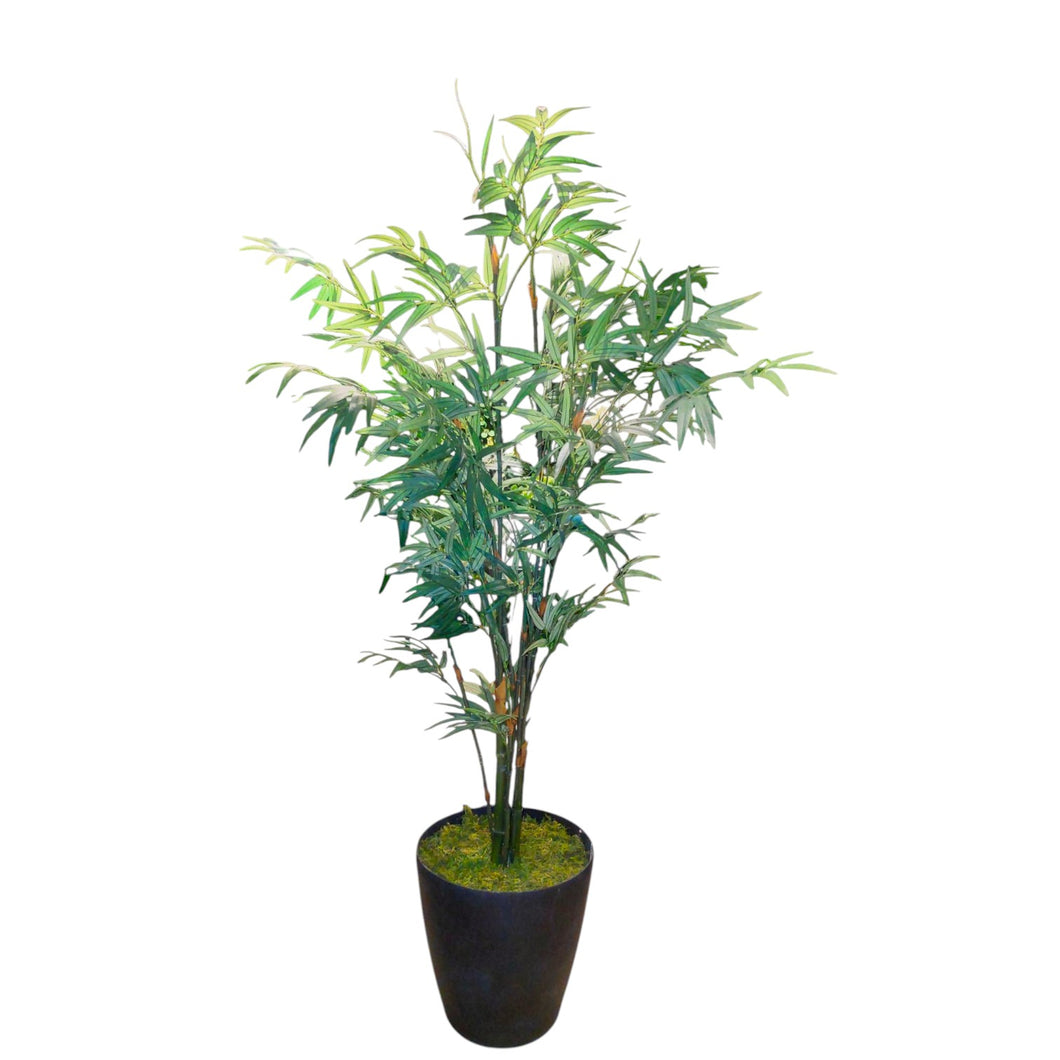 Japanese Bamboo 170cm.