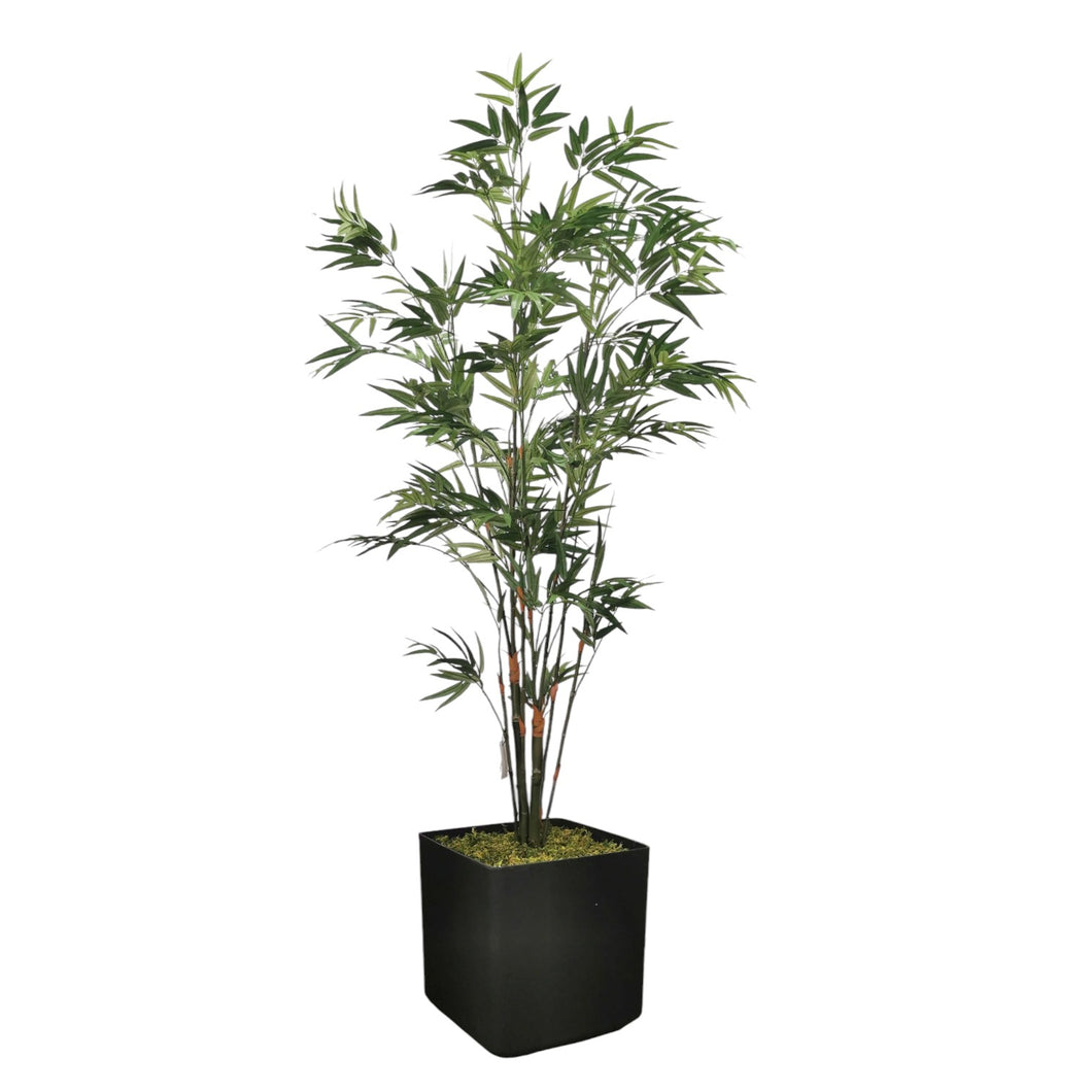 Japanese Bamboo 186cm.