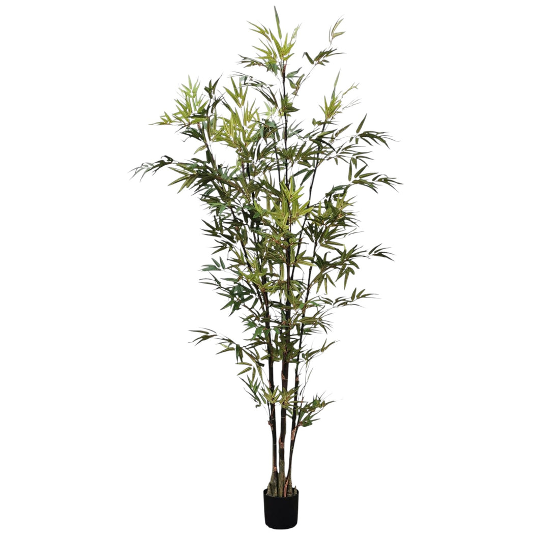Japanese Bamboo 214cm.