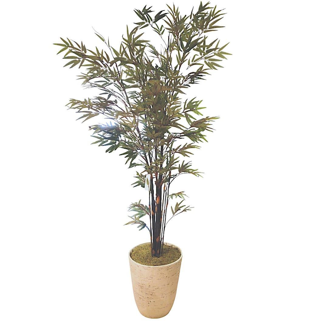 Bamboo Tree 210cm.