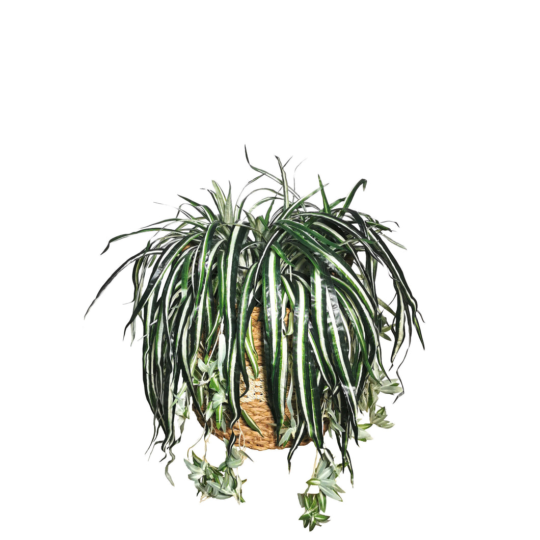 Spider Plant Big with Native Basket 55cm.