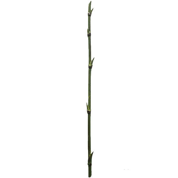 Bamboo 93cm.