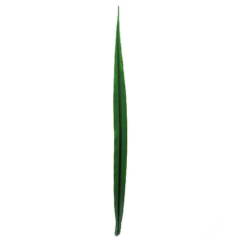 Sword Leaf 88cm.