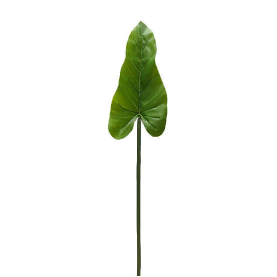 Philodendron 83cm.