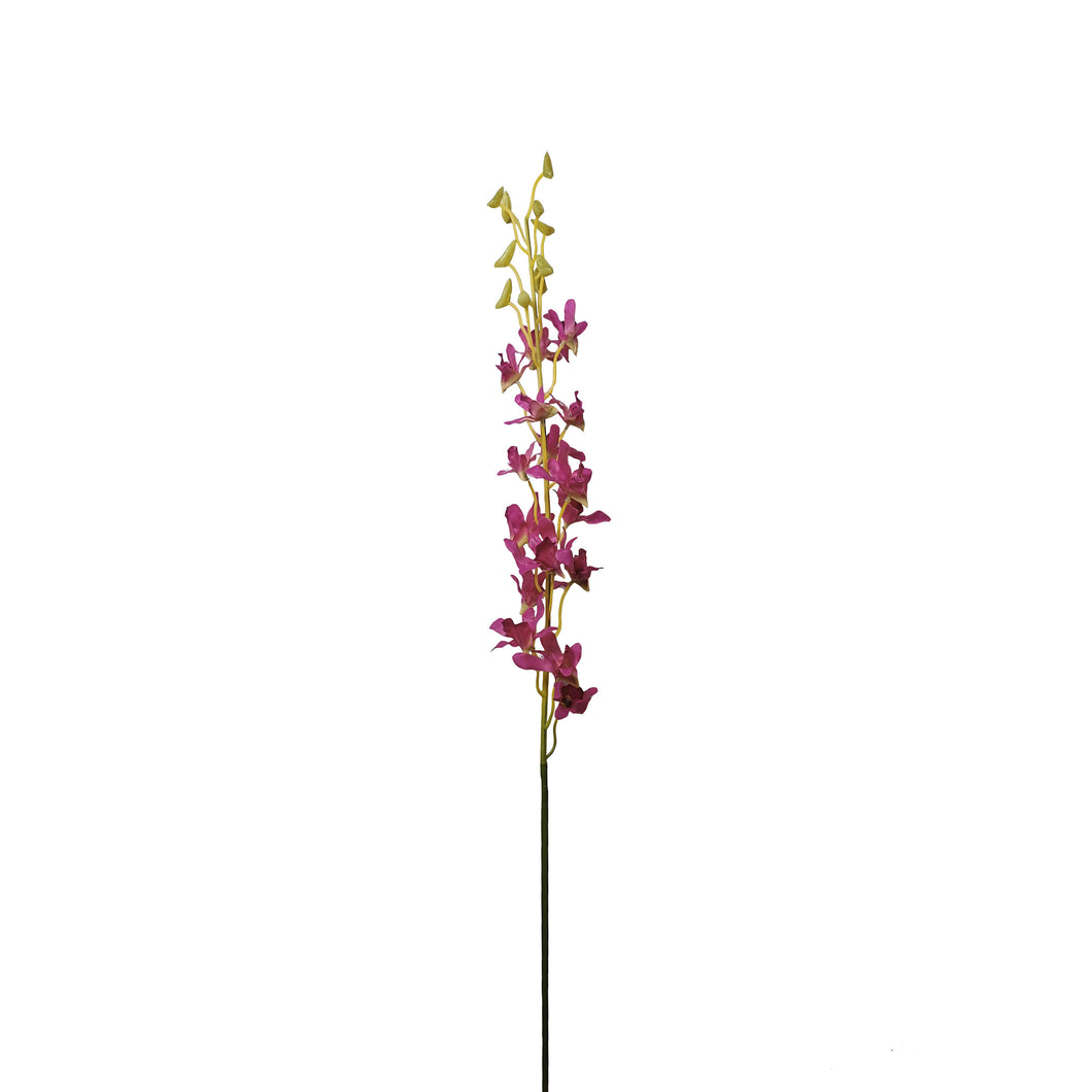 Dendrobium 81cm.