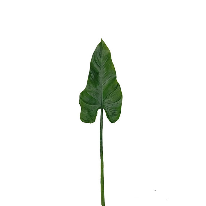 Philodendron 67cm.