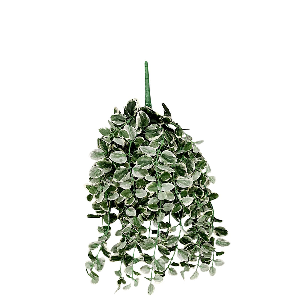 Njoy Pothos Hanging Bush 49cm.
