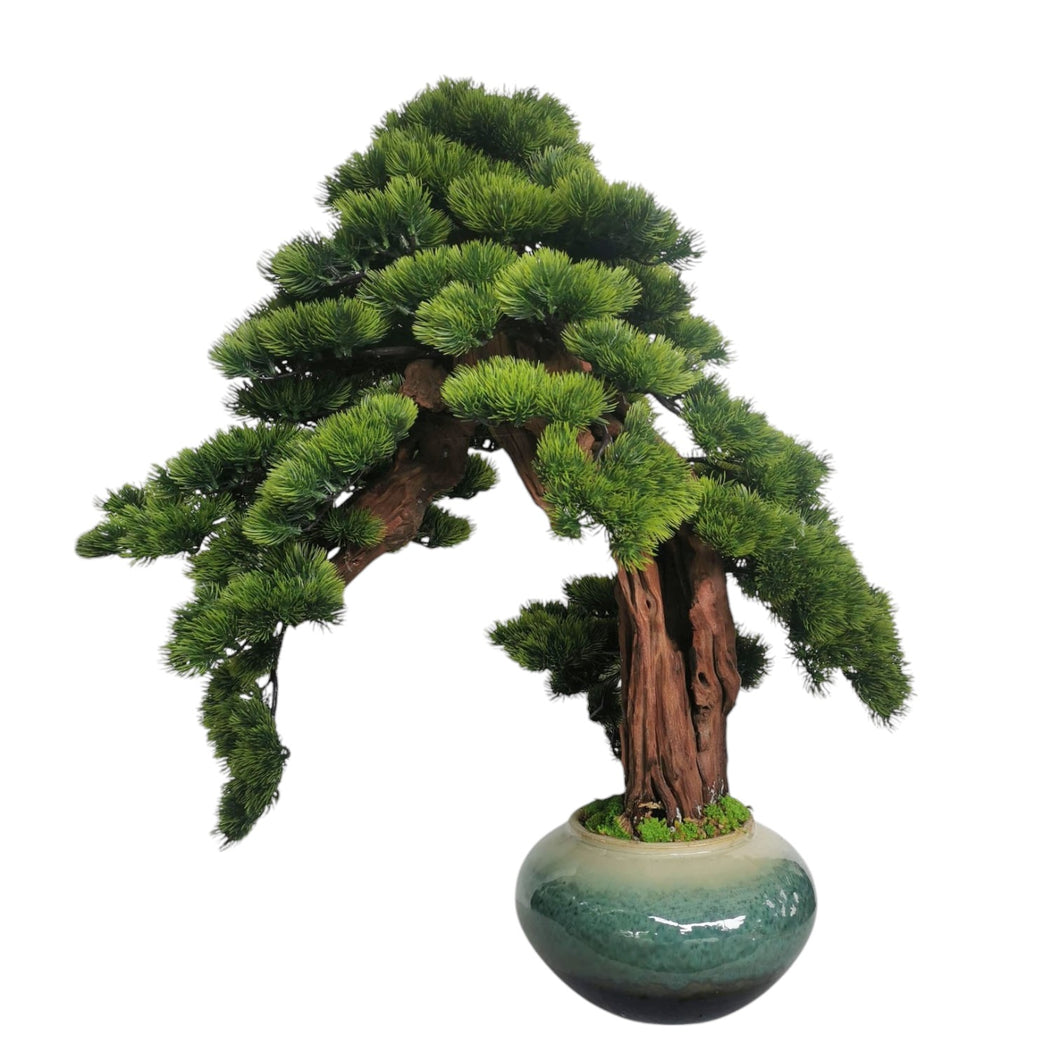 Chu Bonsai with Pot