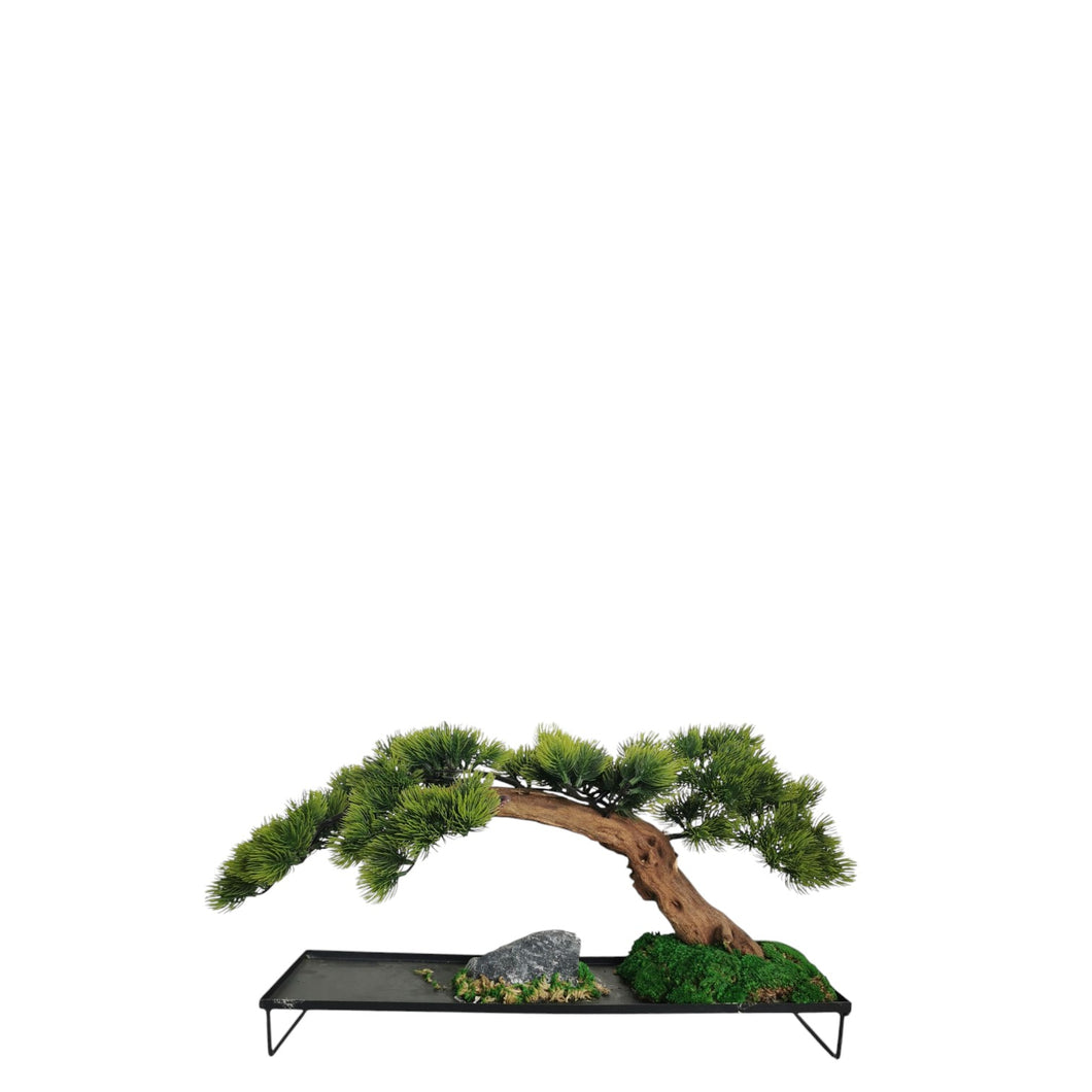 Jin Bonsai with Pot