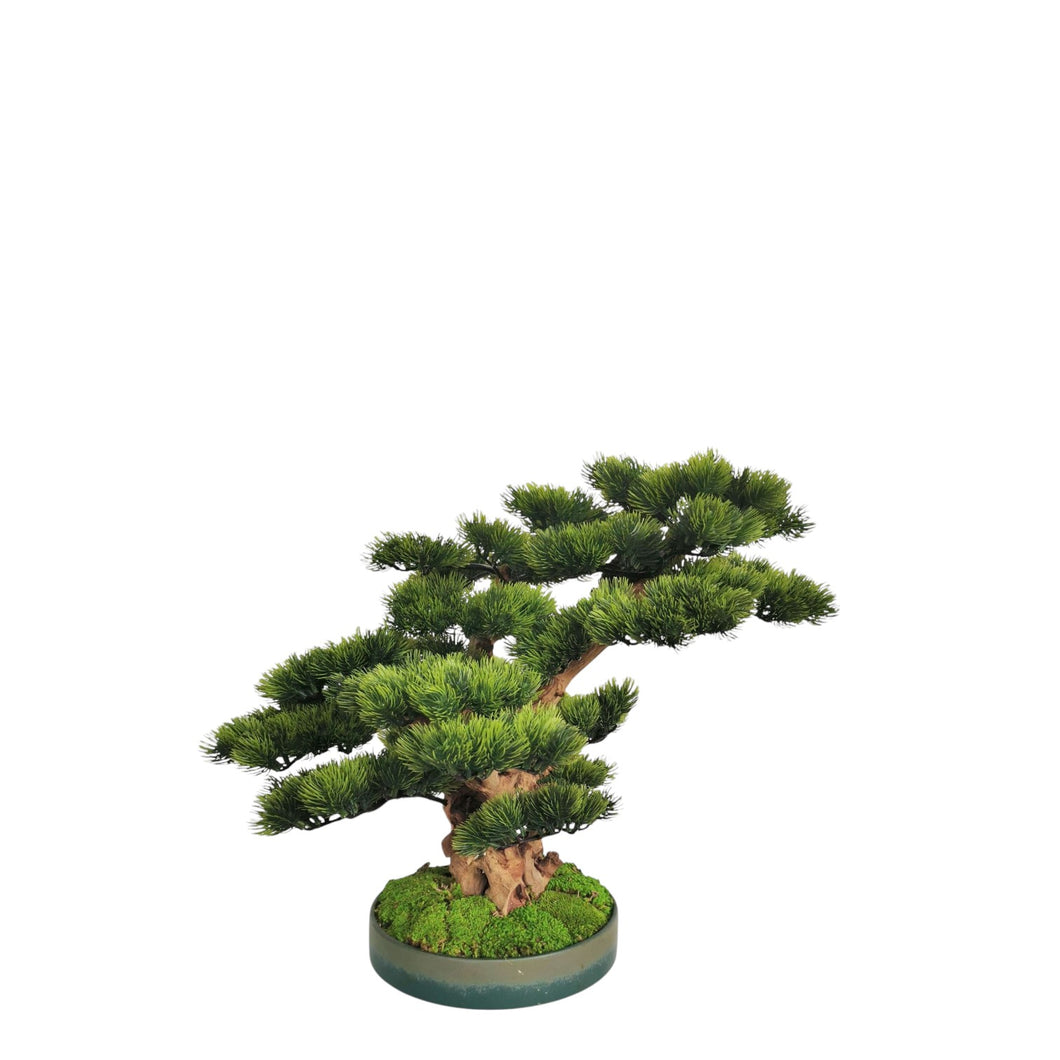 Meiyo Bonsai with Pot