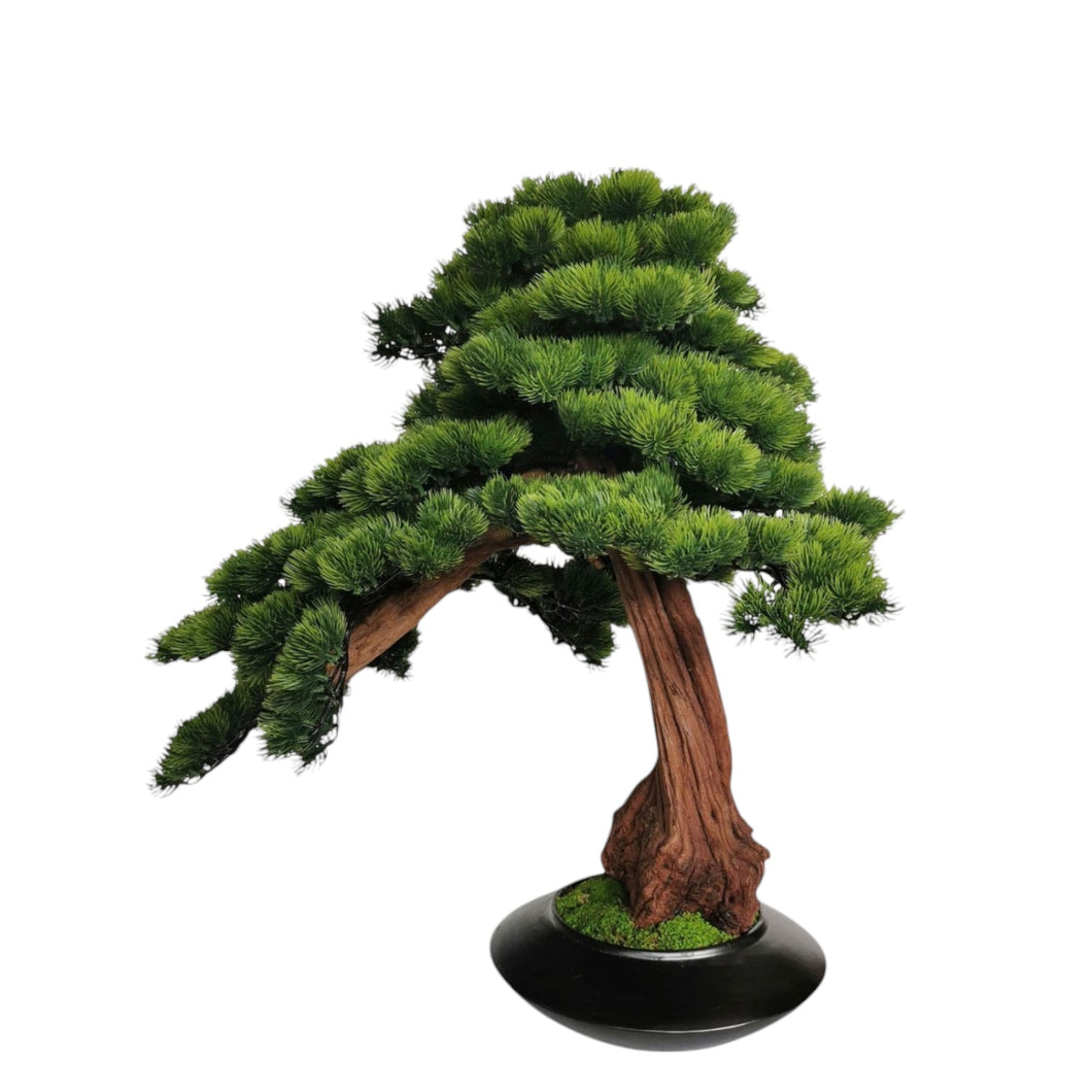 Yu Bonsai with Pot