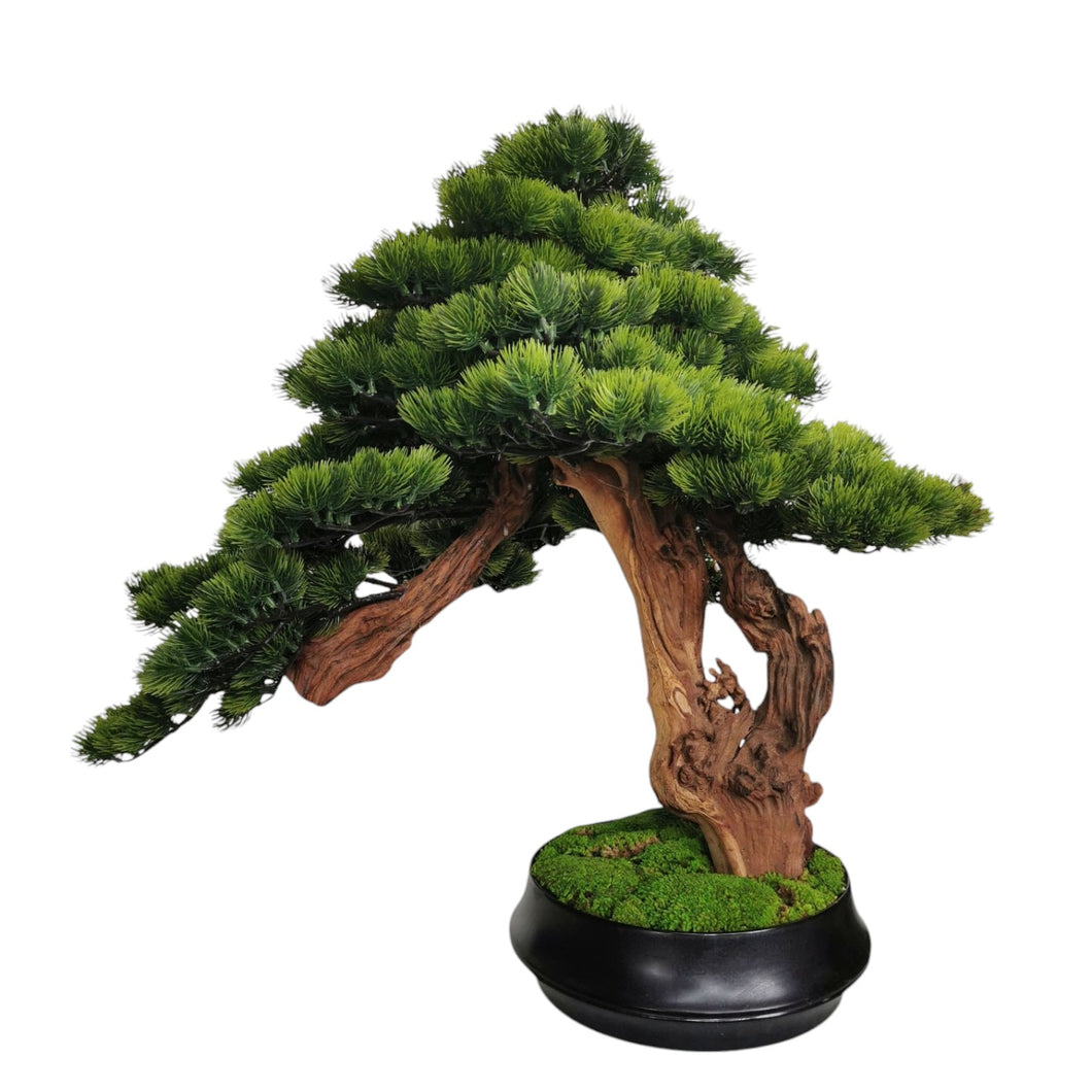 Gi Bonsai with Pot