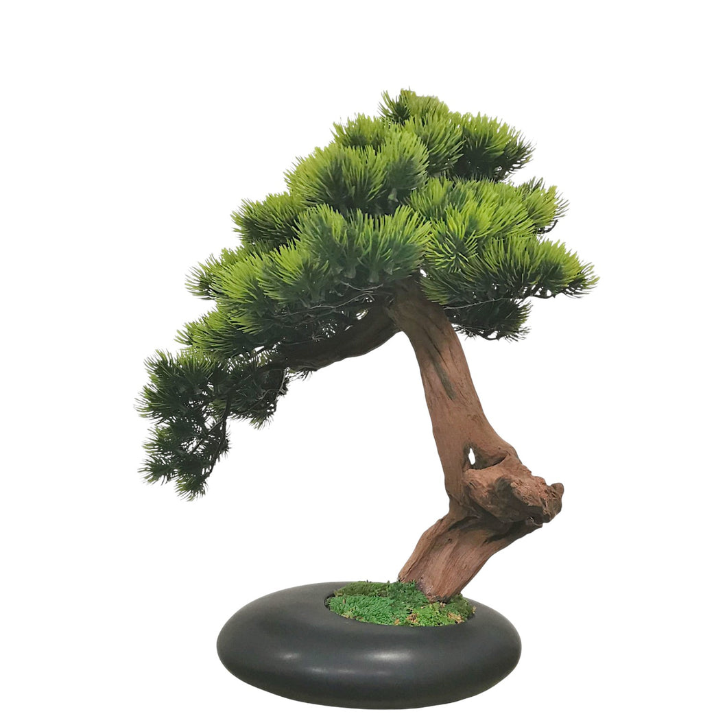 Aichi Bonsai with Pot