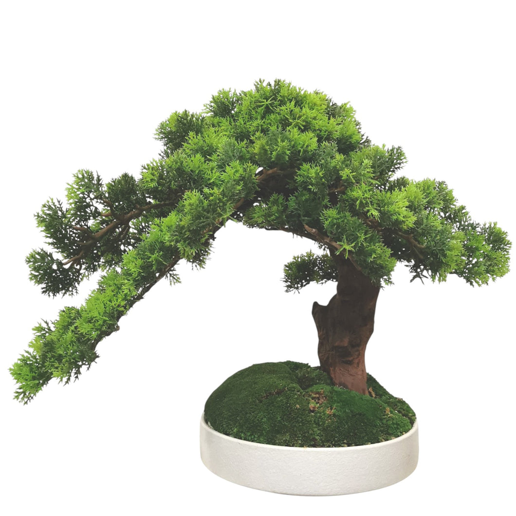 China Bonsai with Pot