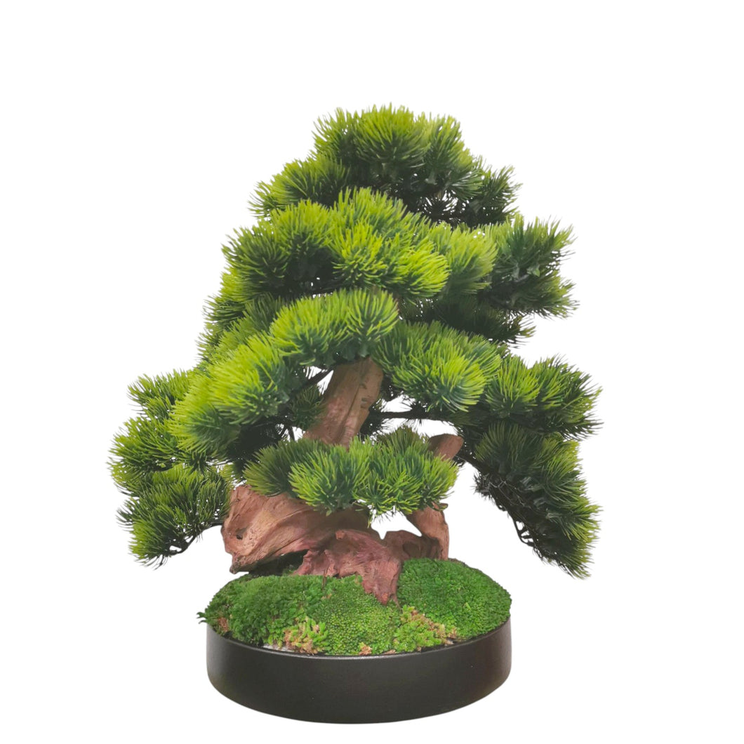Shizuoka Bonsai with Pot