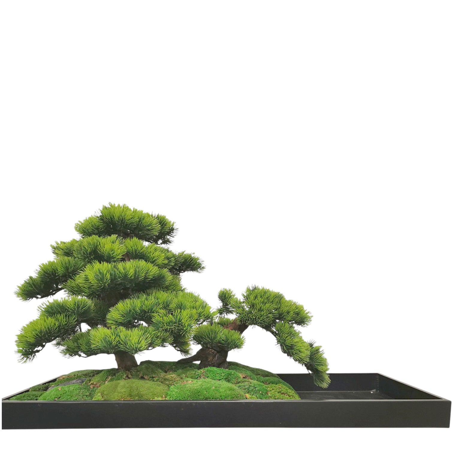 Nara Bonsai with Pot L80cm. x 33cm