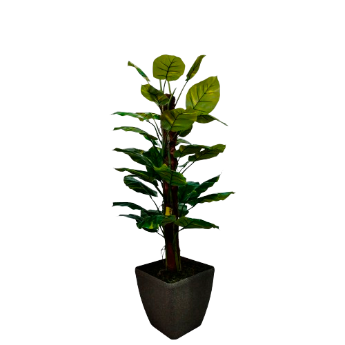 Money Plant 154cm.