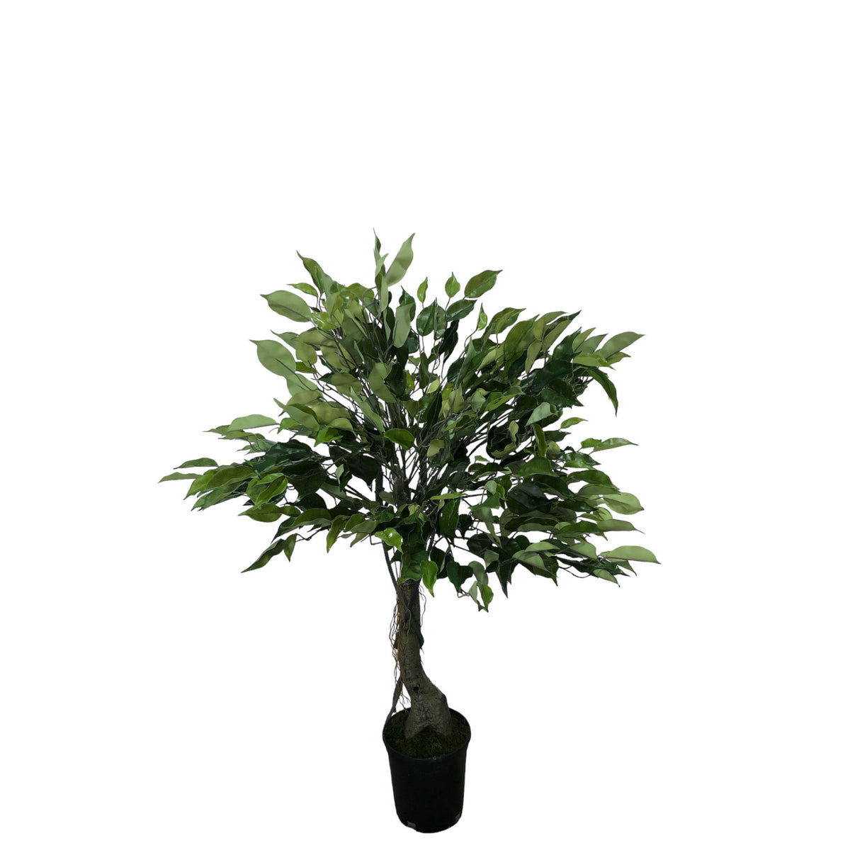 Small Ficus Tree 100cm. – Flourish_ph