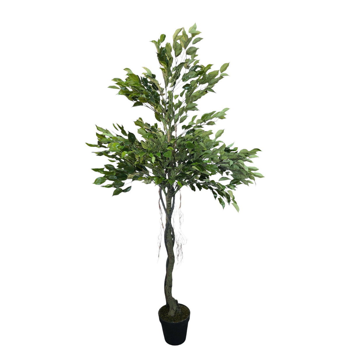 Ficus Tree 180cm. – Flourish_ph