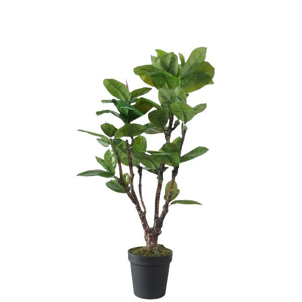 Rubber Plant 118cm.