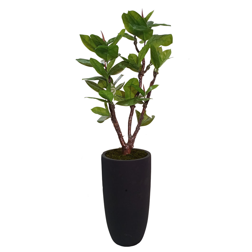 Rubber Plant with Pot 150cm.