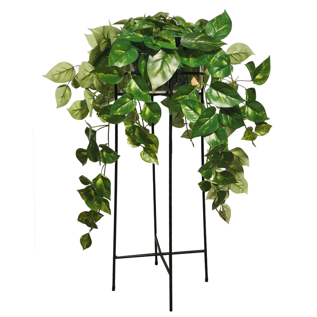 Pothos Bush with Canterbury Vase 86cm.