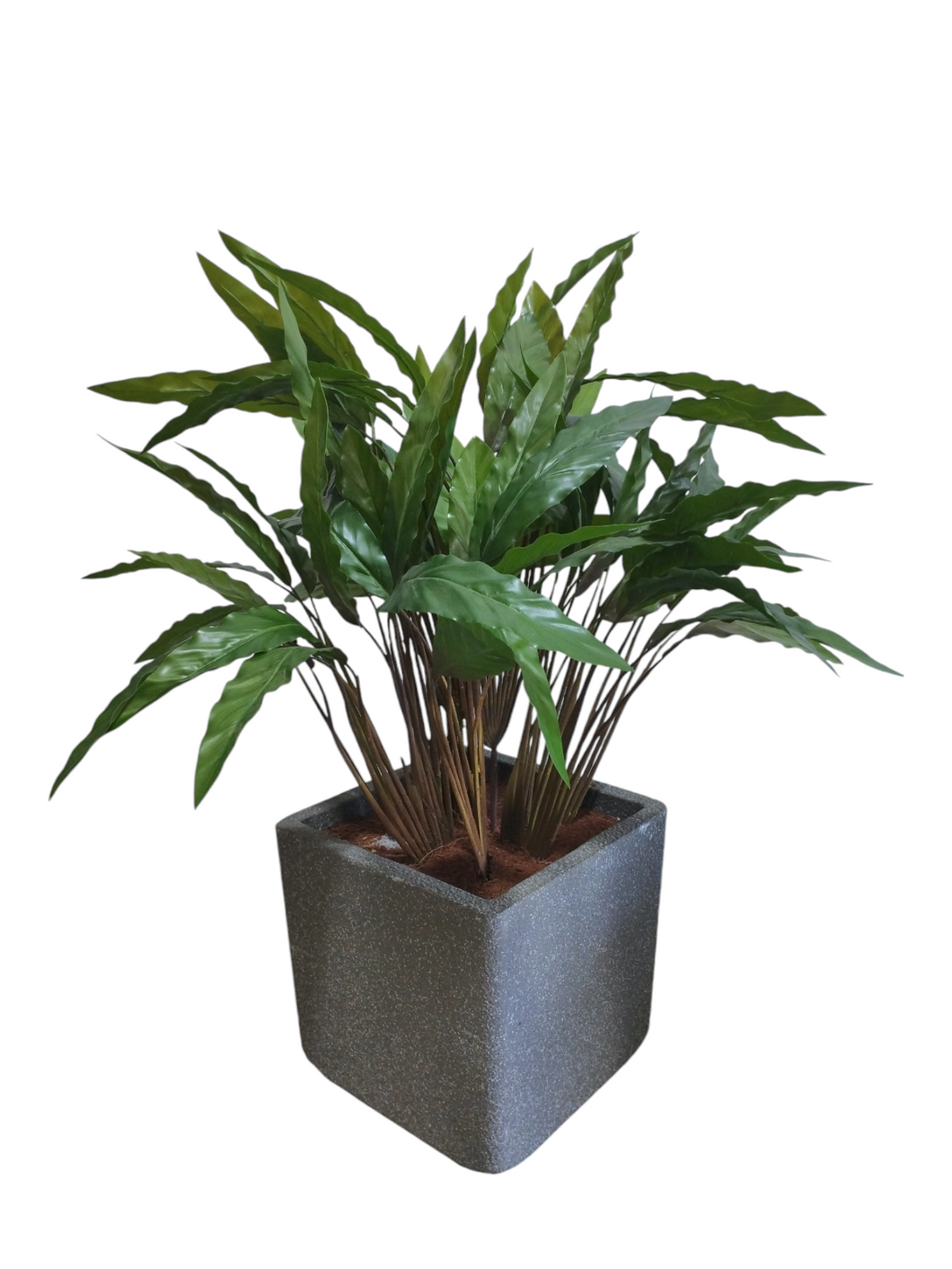 Arrowroot Plant 84cm.