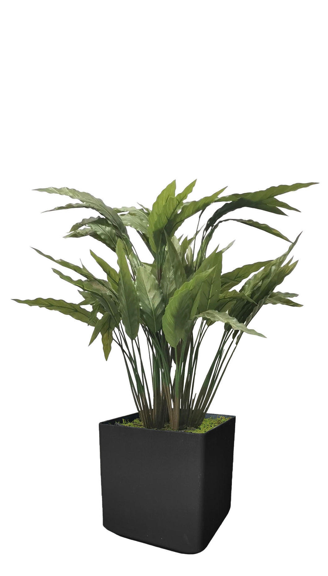 Arrowroot Plants 89cm.