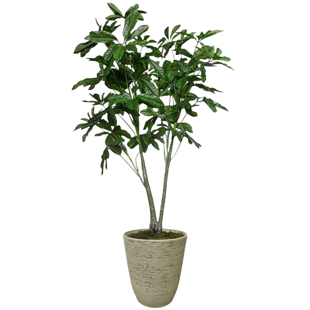 Schefflera Tree 200cm. – Flourish_ph