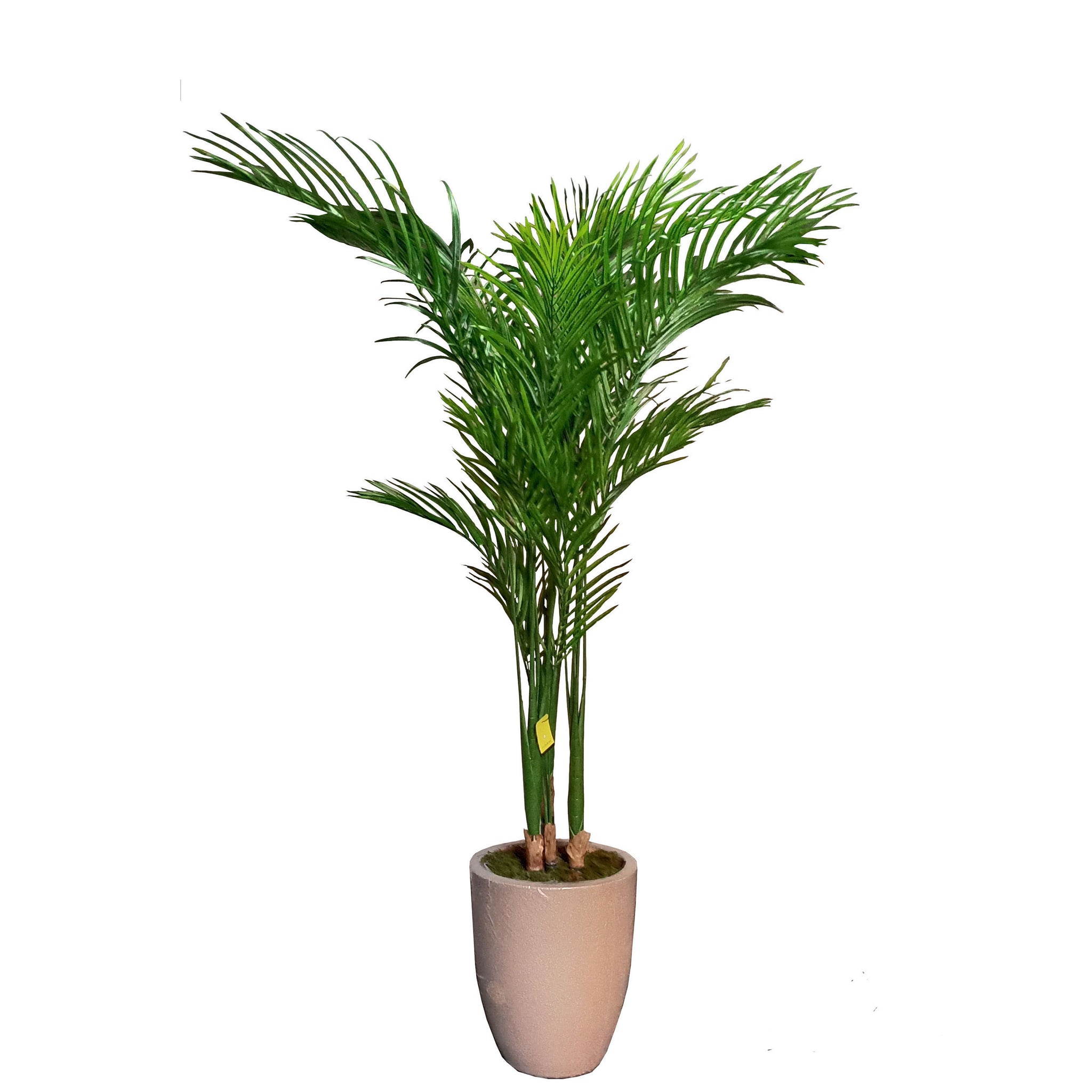 areca palm for sale philippines Areca Palm Tree 180cm