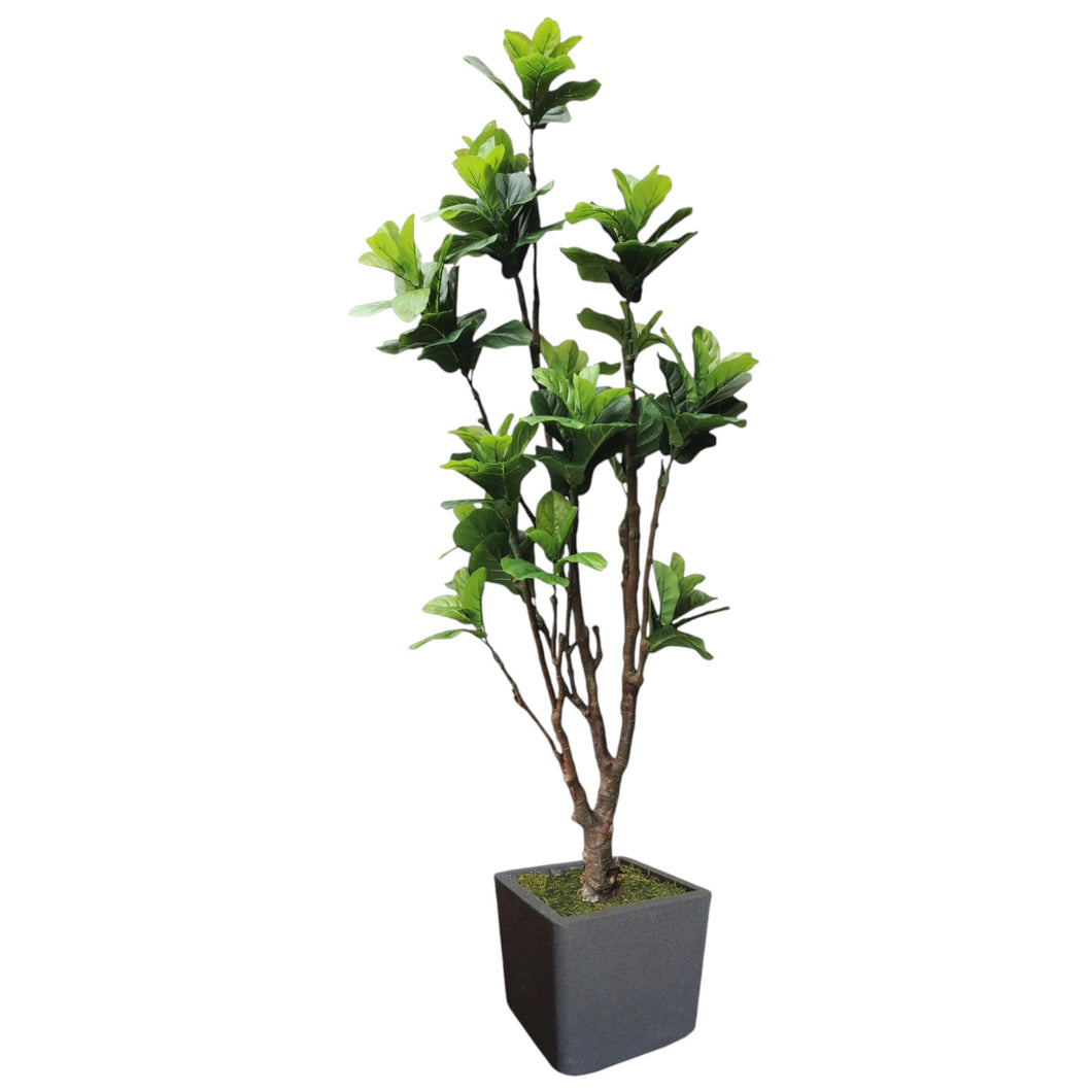 Fiddle Leaf Fig Tree 227cm.