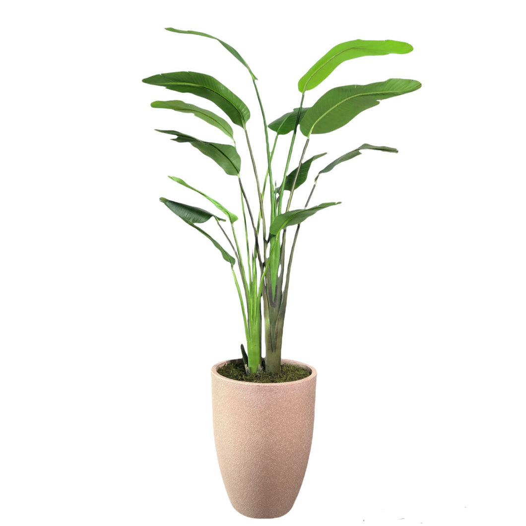 Traveler's Palm 200cm.
