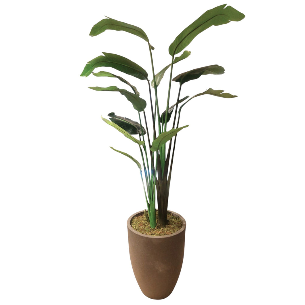 Traveler's Palm 200cm.