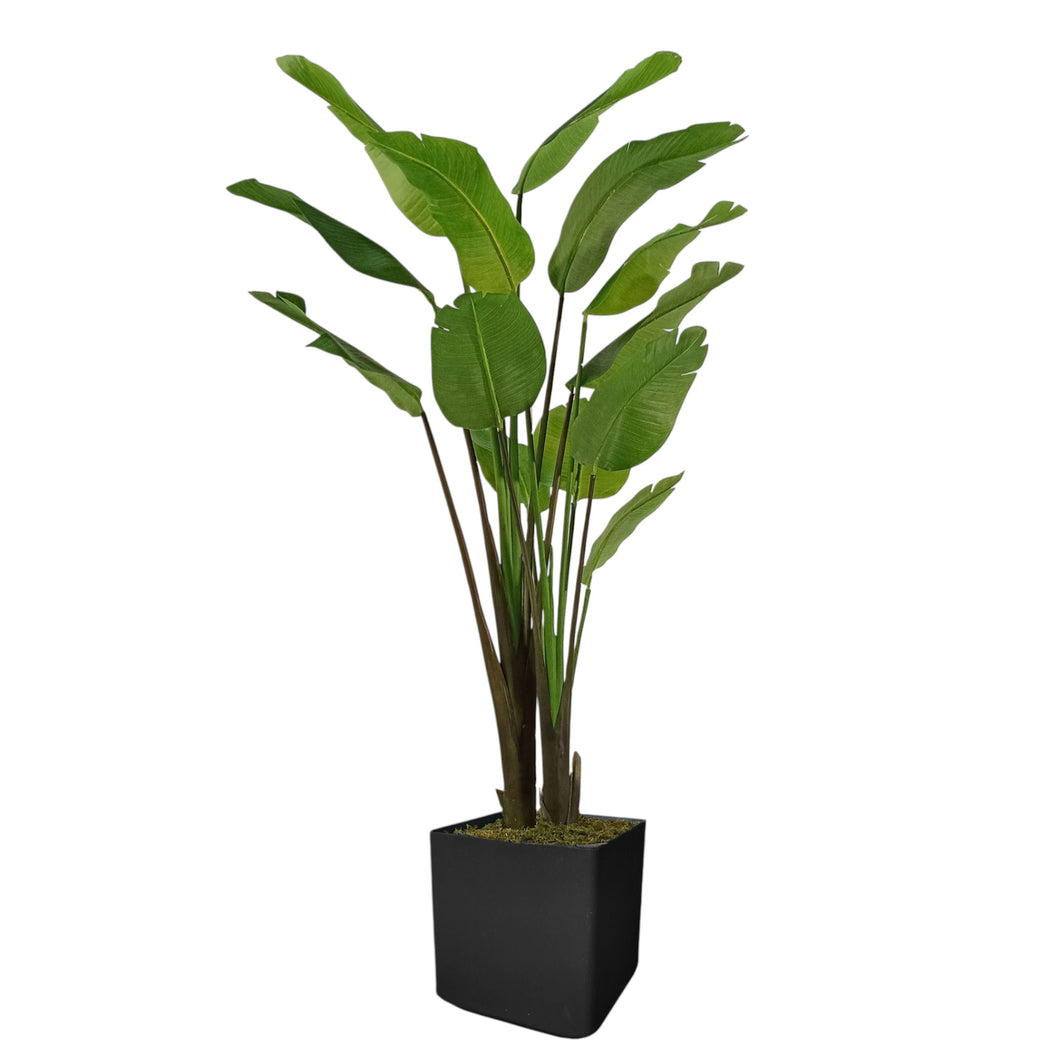 Traveler's Palm 194cm.