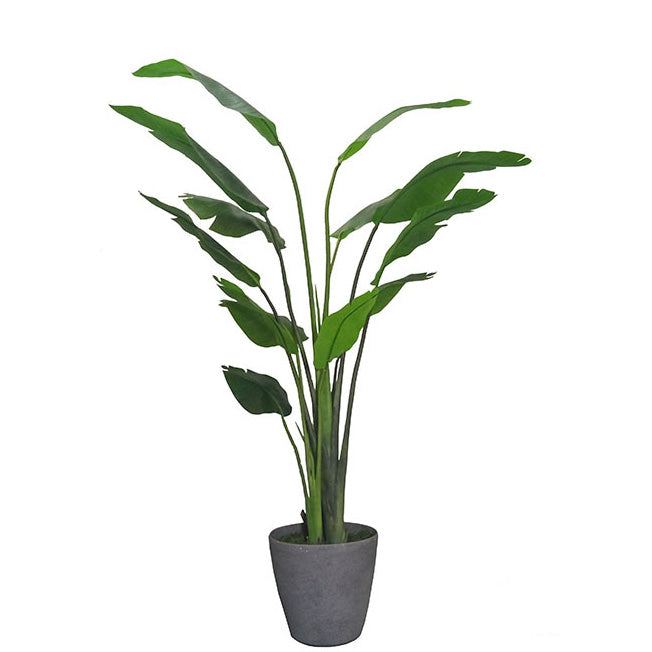 Traveler's Palm 183cm.