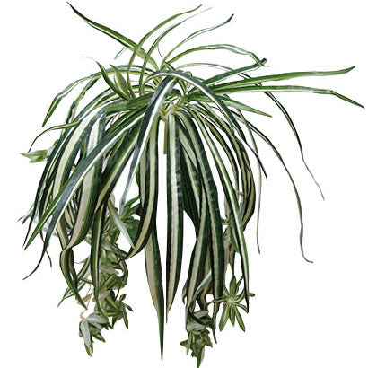 spider plant philippines Spider Plant 61cm