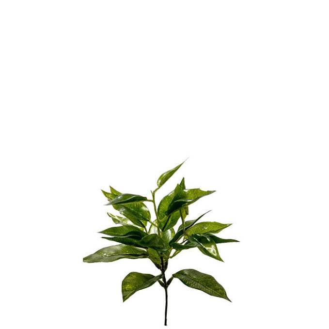 Ficus Spray 17cm.