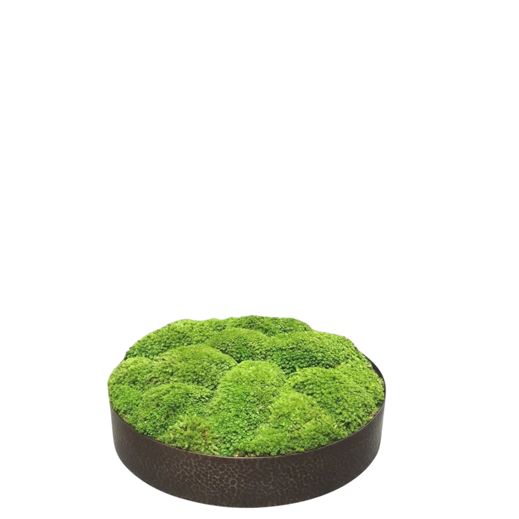 Moss in Copper Plate 25cm.