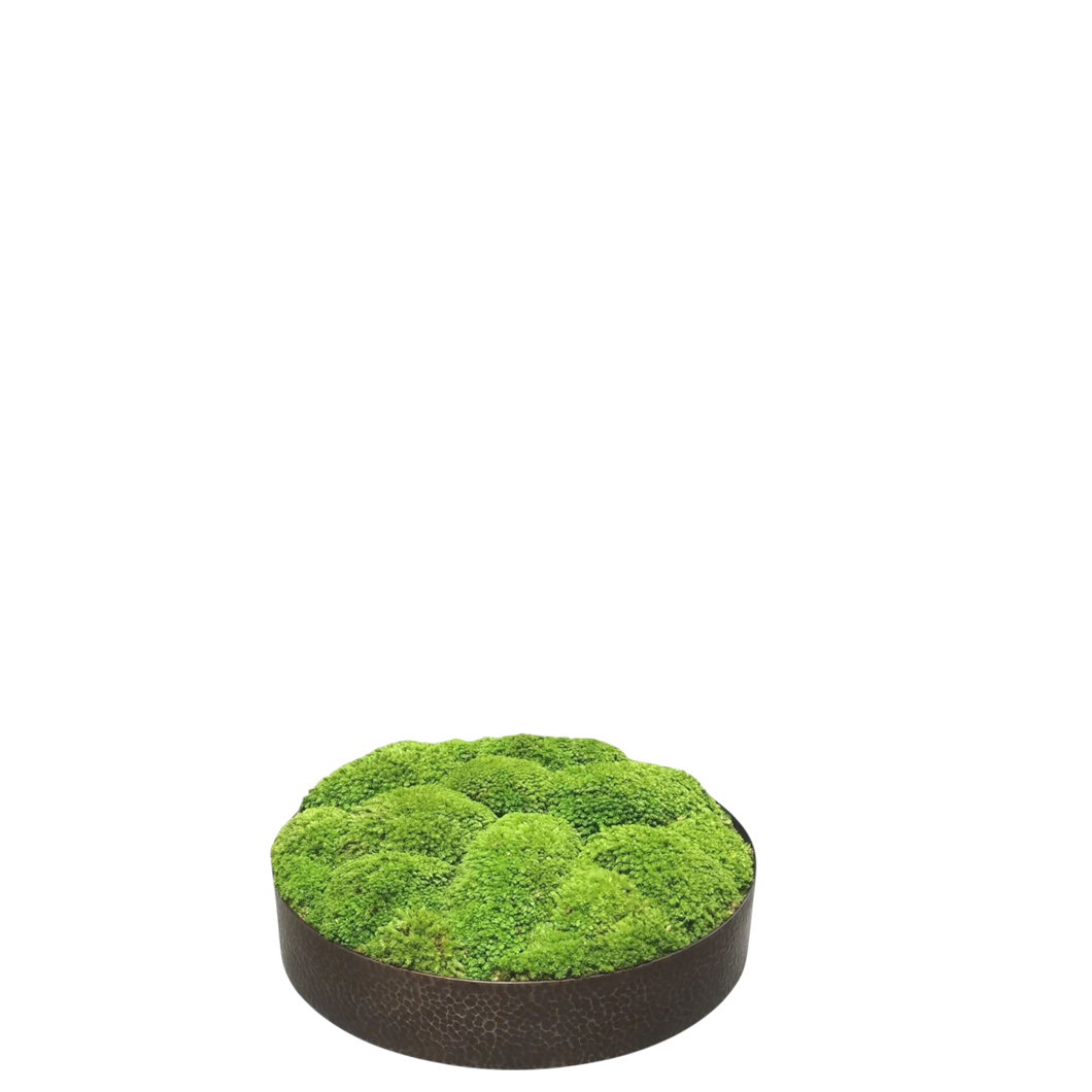 Moss in Copper Plate 20cm.