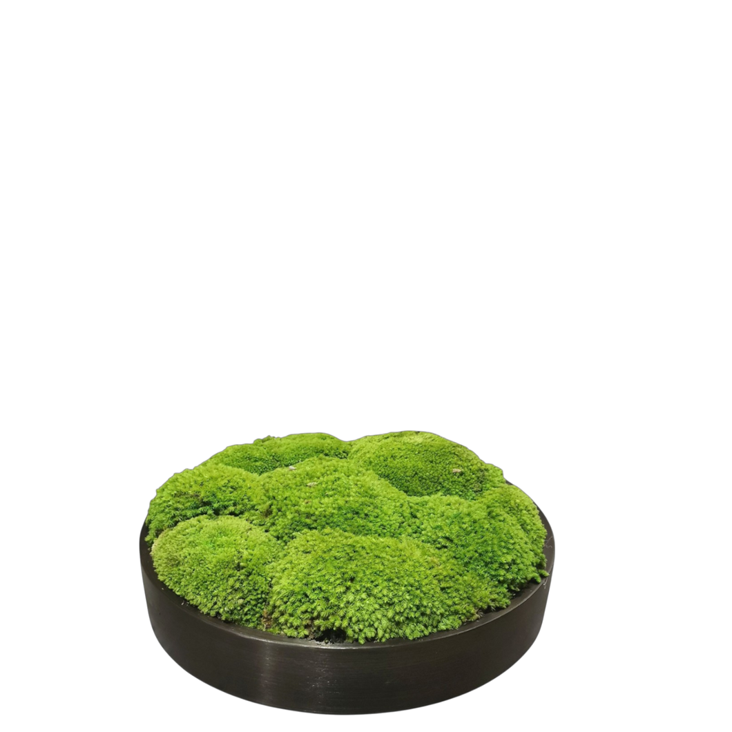 Moss in Steel Plate 30cm.