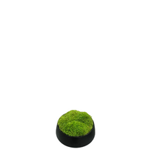 Load image into Gallery viewer, Moss Arrangement
