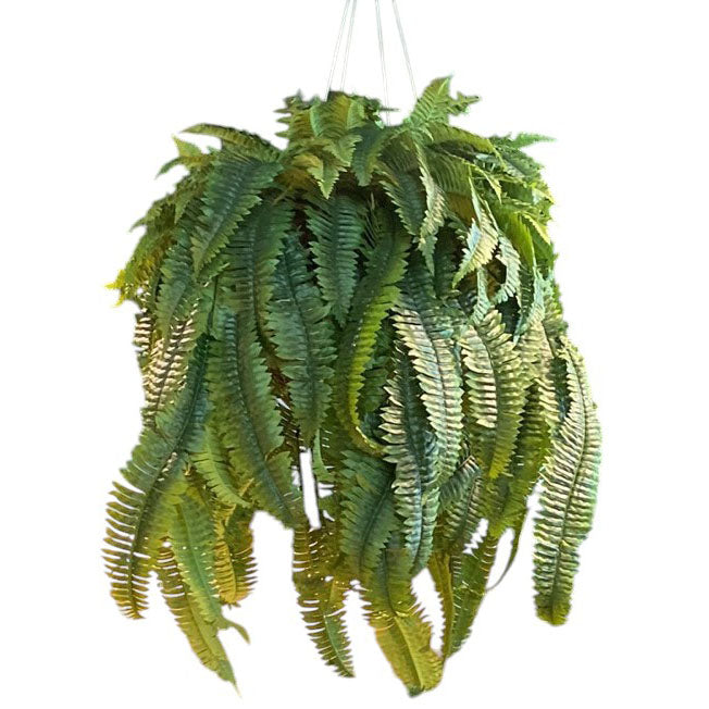 MKFA0057 Boston Fern Arrangement in Basket (Large)