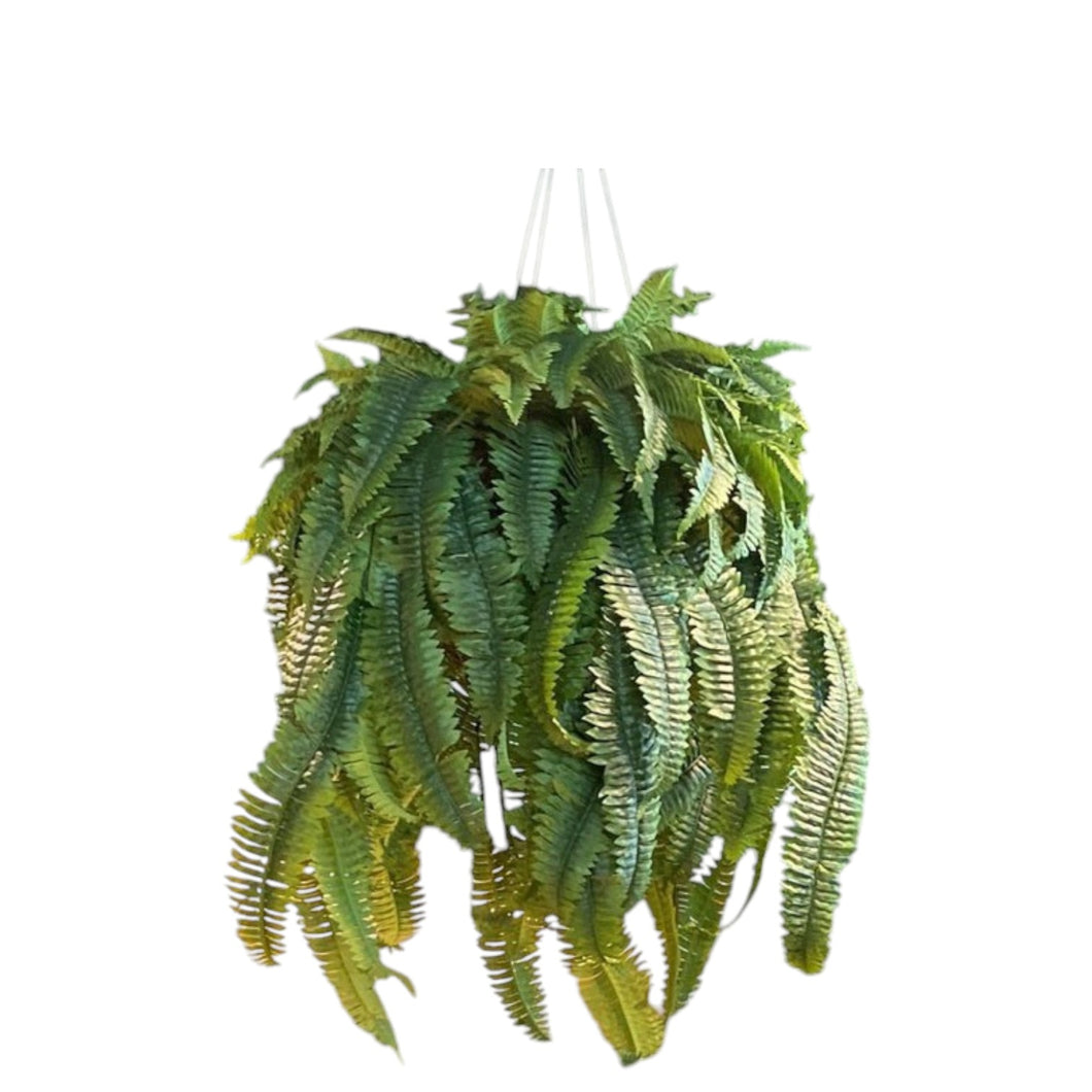 MKFA0058 Boston Fern Arrangement in Basket (Medium)