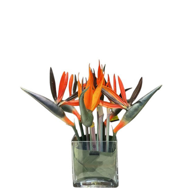 MKFA0081 Bird of Paradise Arrangement