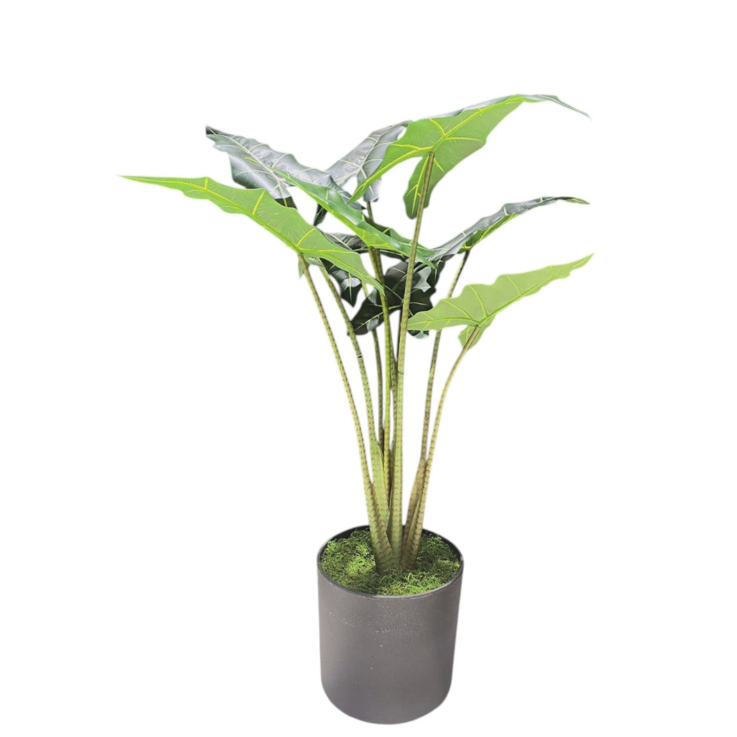 MKFA0150 Alocasia Plant