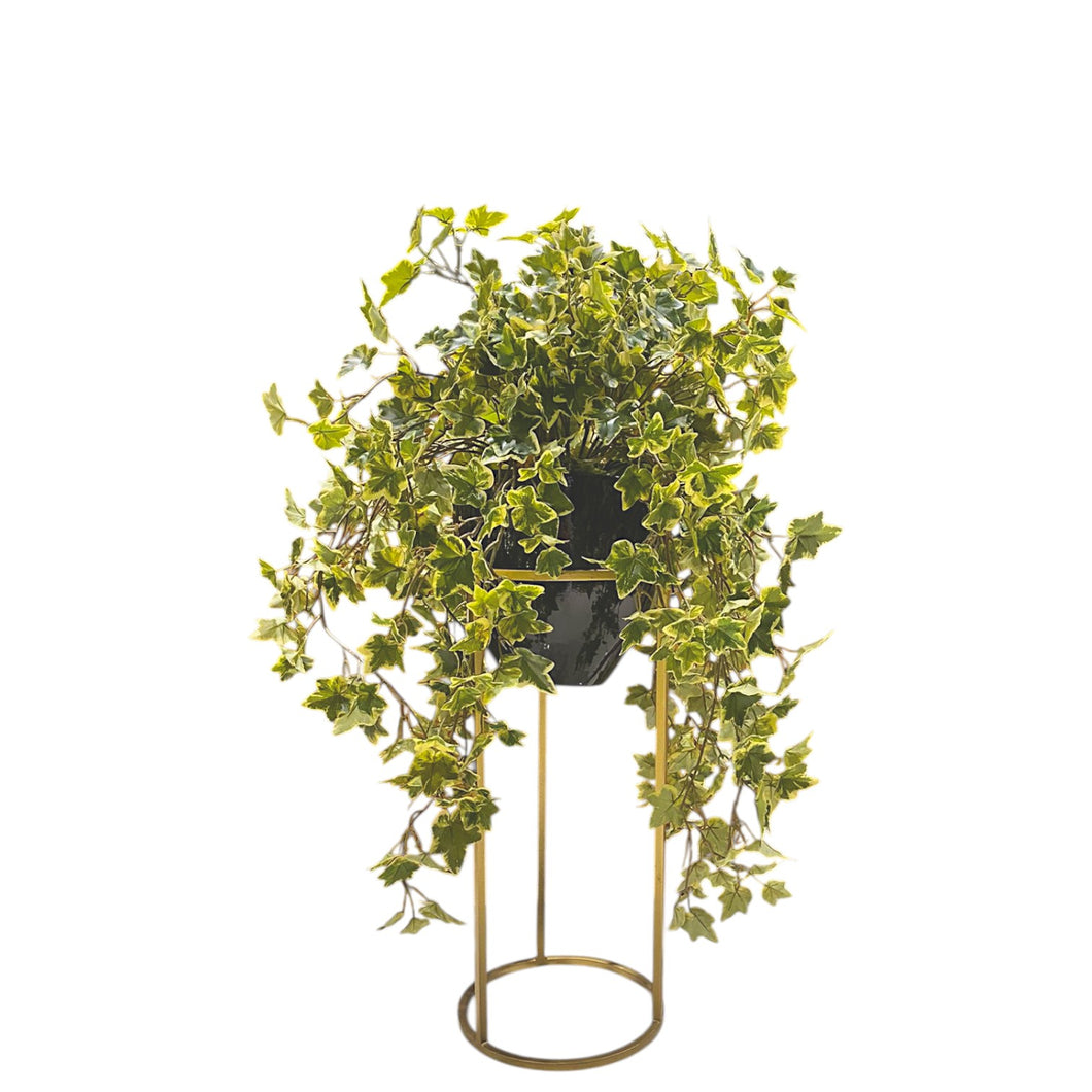 MKFA0156 Ivy Bush Arrangement in Planter