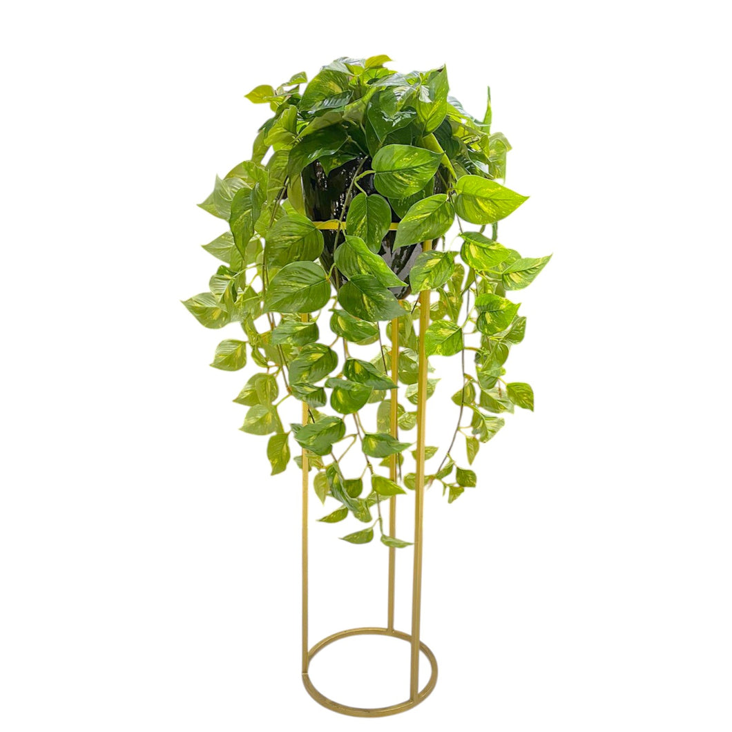 MKFA0292 Pothos Arrangement in Planter